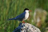 Arctic Tern